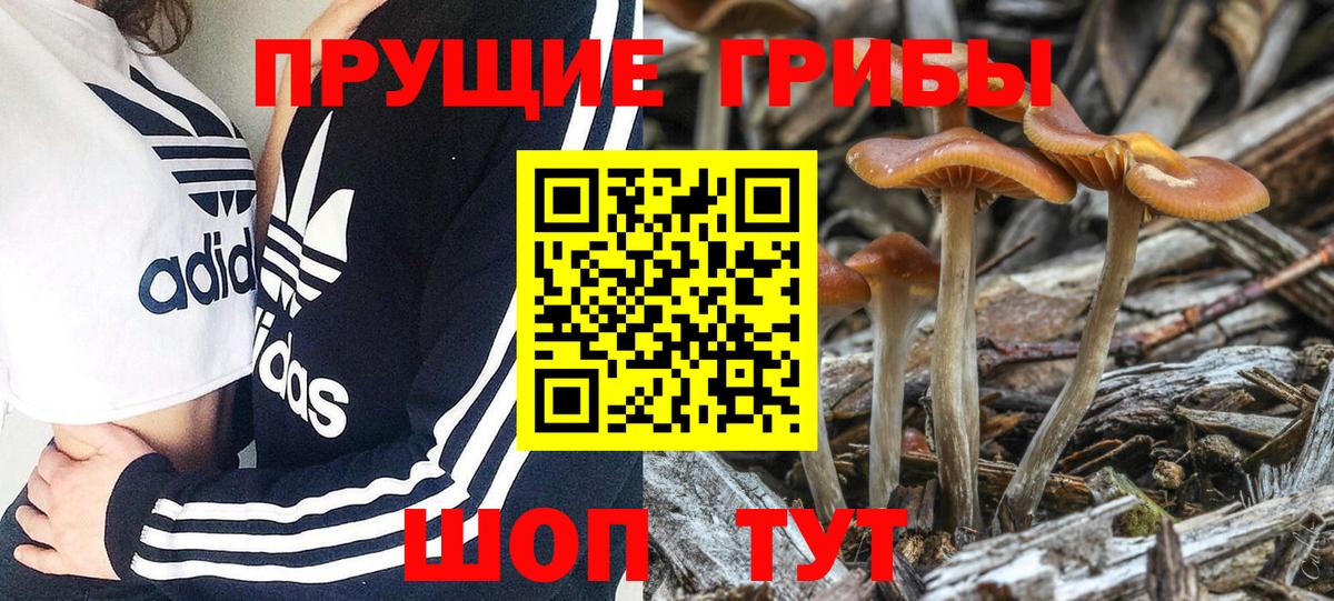 Галлюциногенные грибы Psilocybine cubensis Комсомольск-на-Амуре